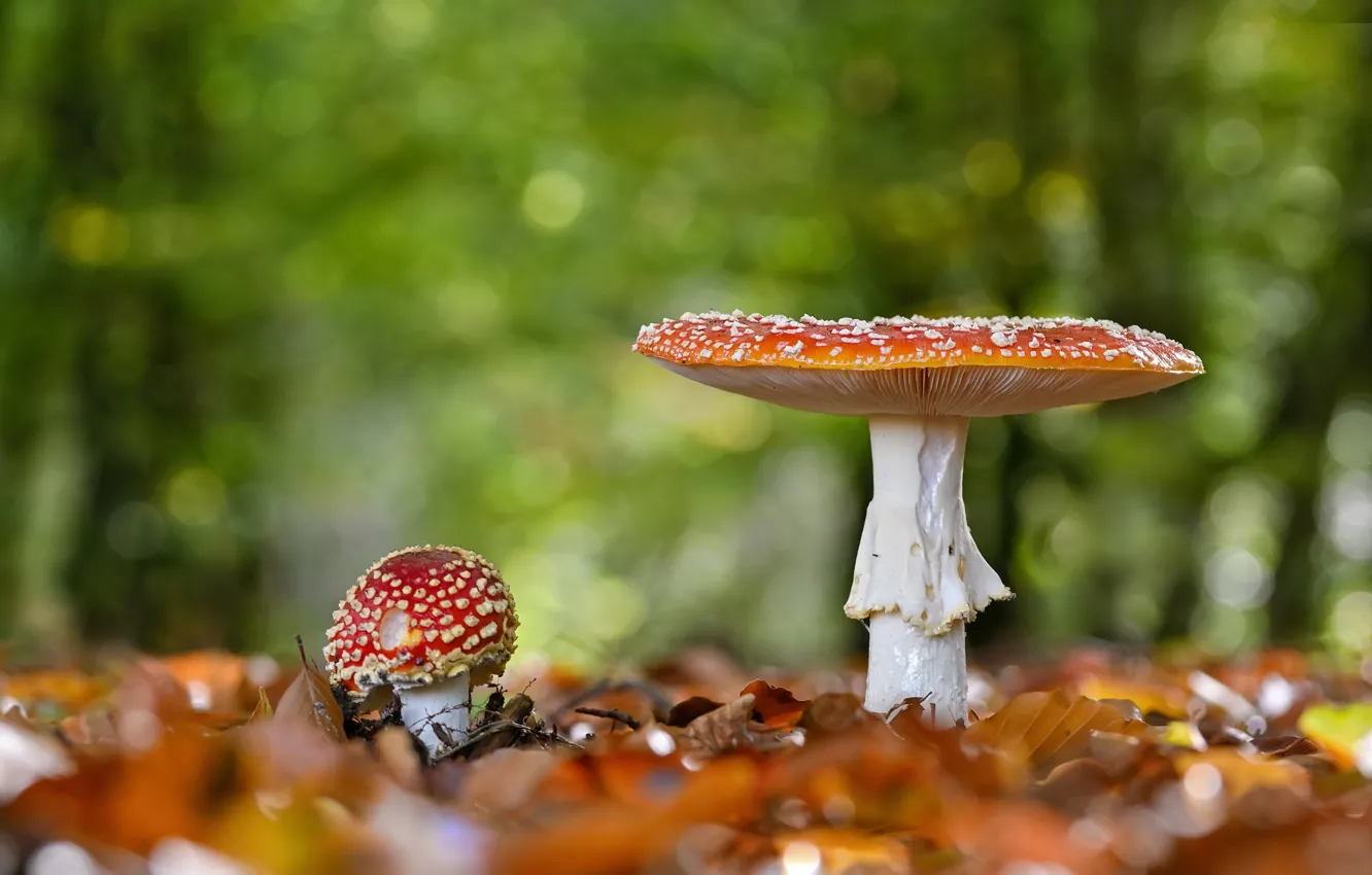Photo wallpaper autumn, forest, leaves, nature, mushrooms, mushroom, a couple, bokeh