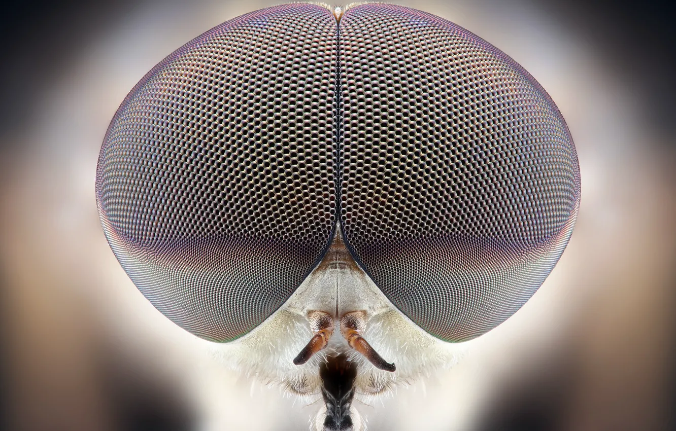 Photo wallpaper eyes, insect, many