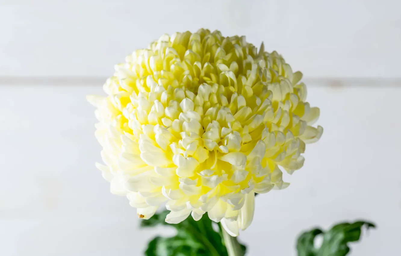 Photo wallpaper macro, Bud, chrysanthemum