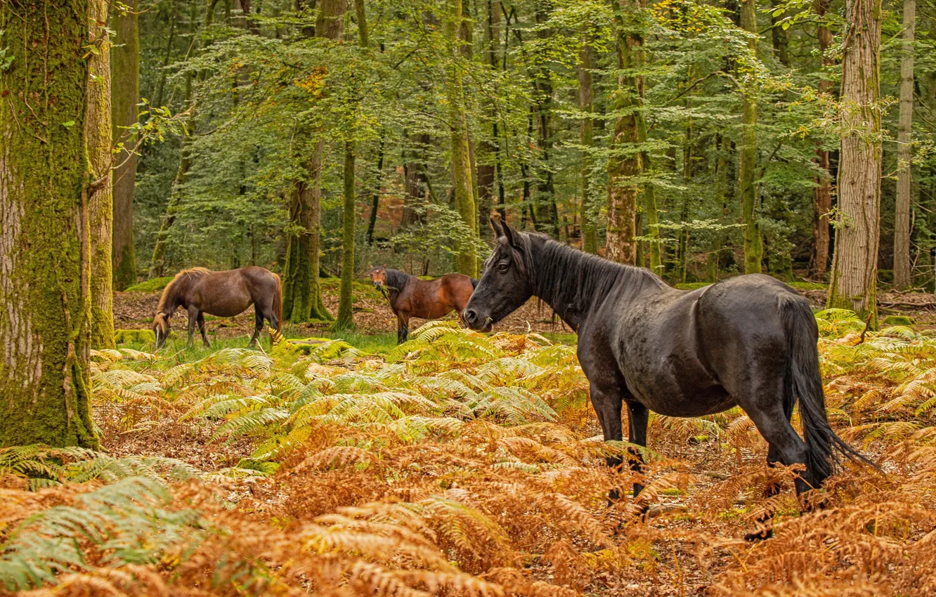 Photo wallpaper forest, horse, horse, fern