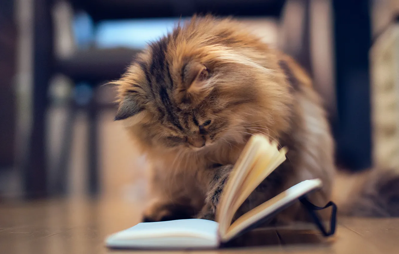 Photo wallpaper cat, kitty, the game, floor, Notepad, book, page, Daisy