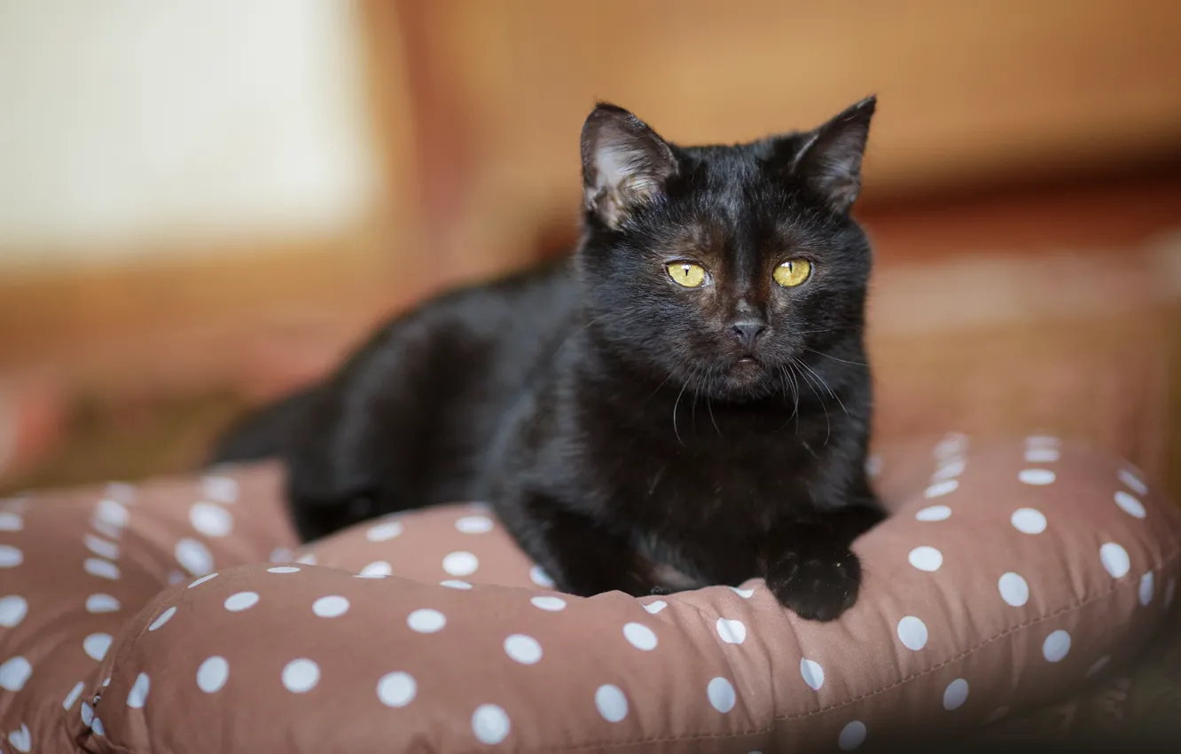 Photo wallpaper cat, look, kitty, black, muzzle, cute, pillow, kitty