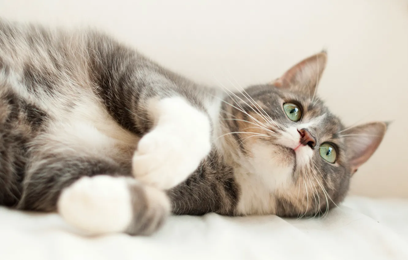 Photo wallpaper cat, cat, look, face, grey, background, portrait, legs