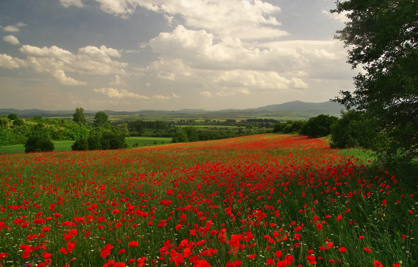 Photo wallpaper field, forest, summer, the sky, clouds, trees, flowers, branches
