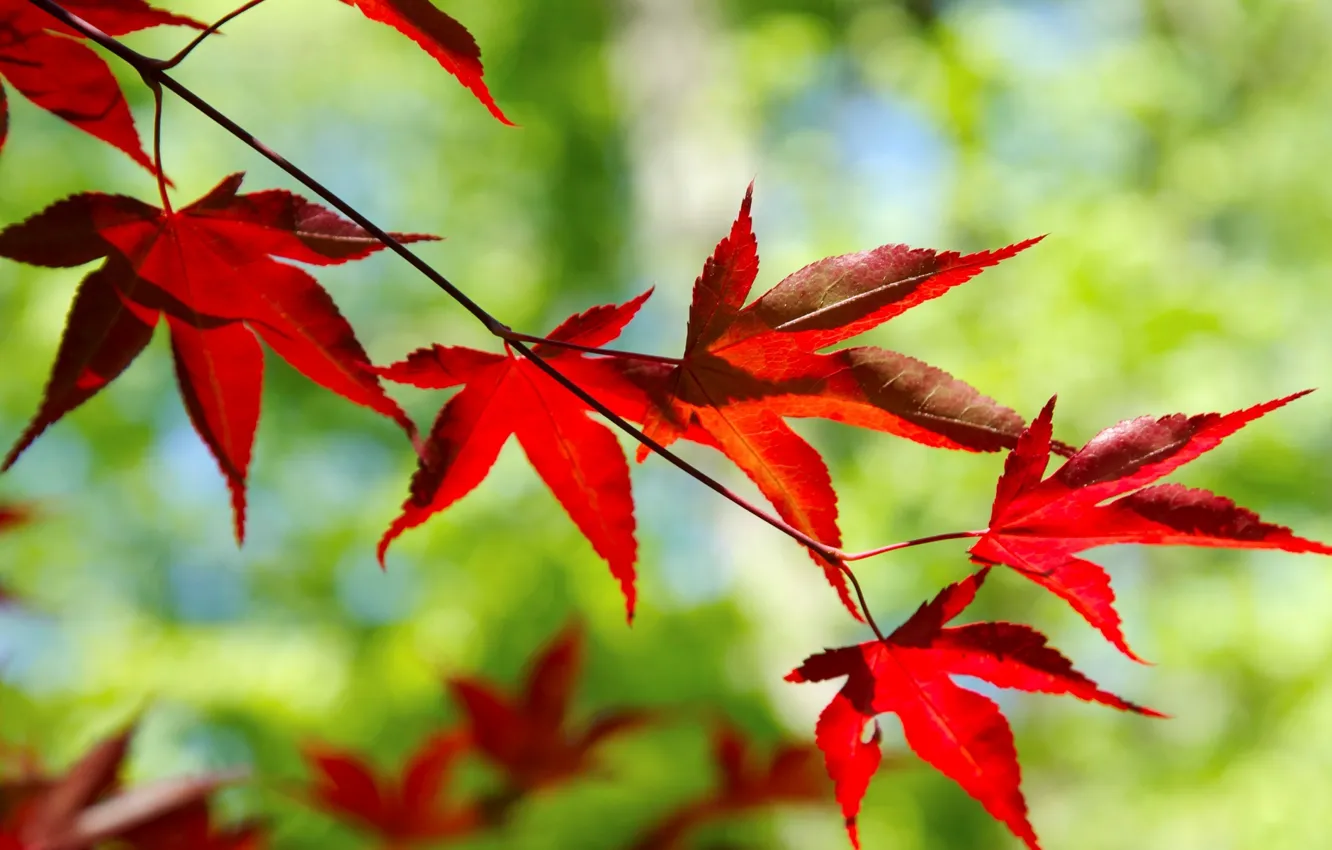 Photo wallpaper leaves, macro, trees, branches, red, background, widescreen, Wallpaper