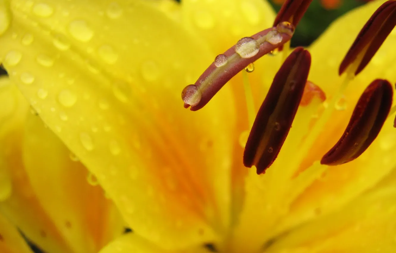 Photo wallpaper water, drops, macro, Rosa, Lily