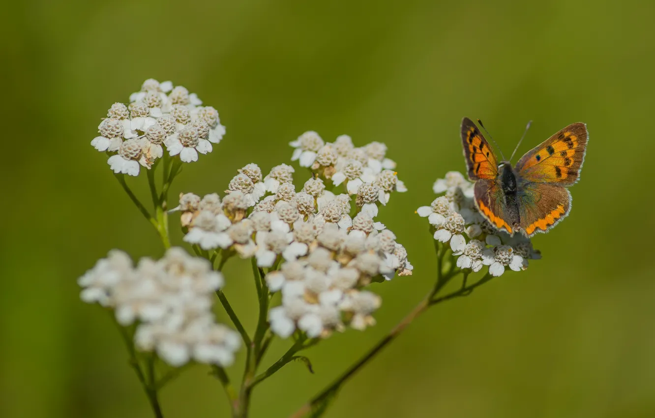 Photo wallpaper nature, macro, flowers and butterflies, buterfly