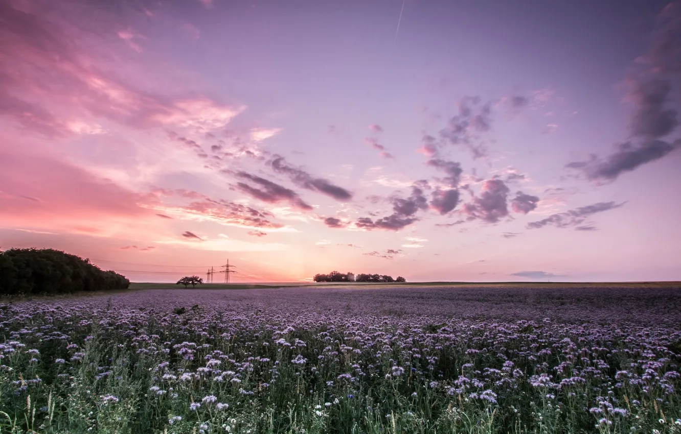 Photo wallpaper field, the sky, grass