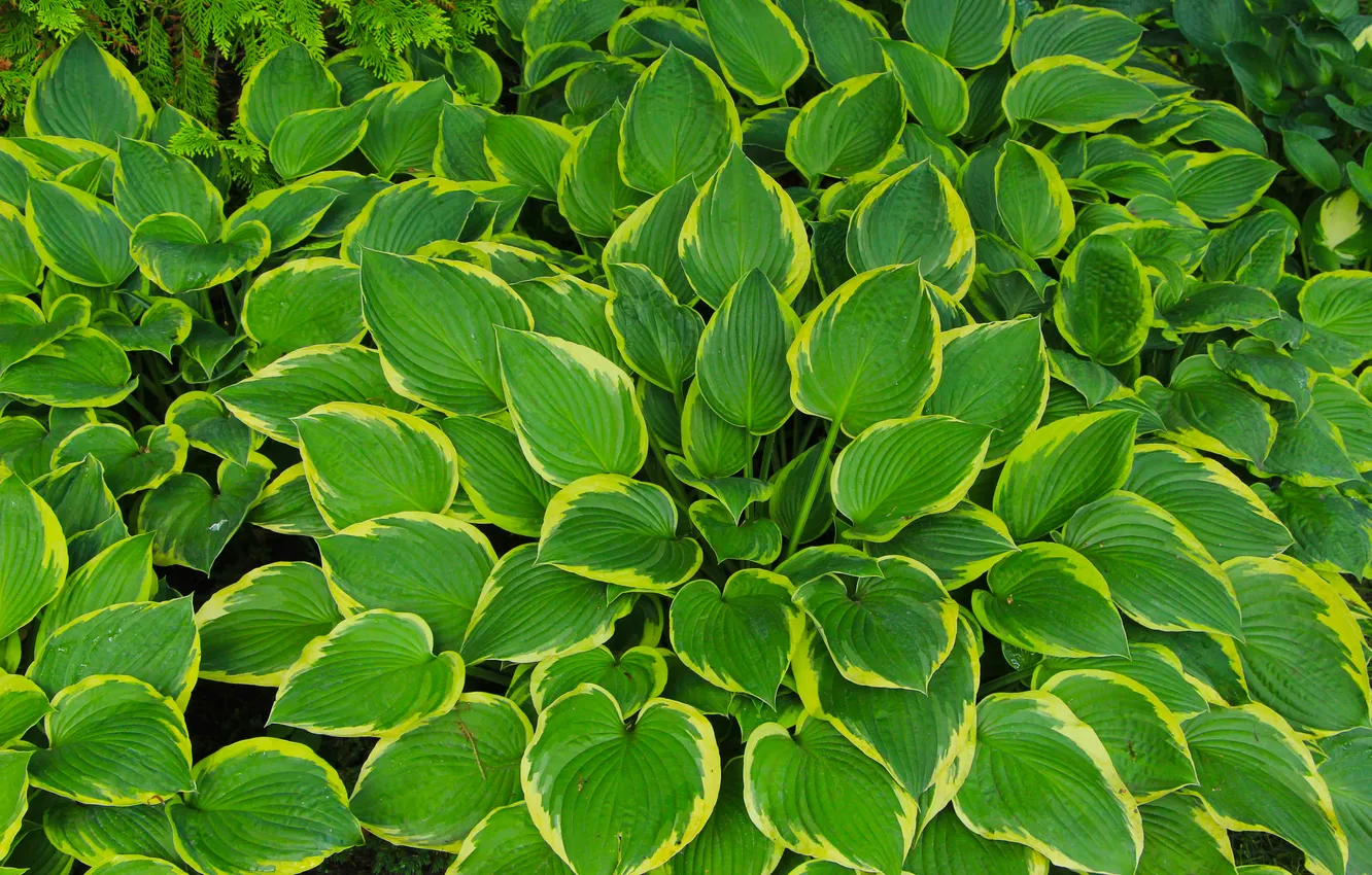 Photo wallpaper green, leafs, plant