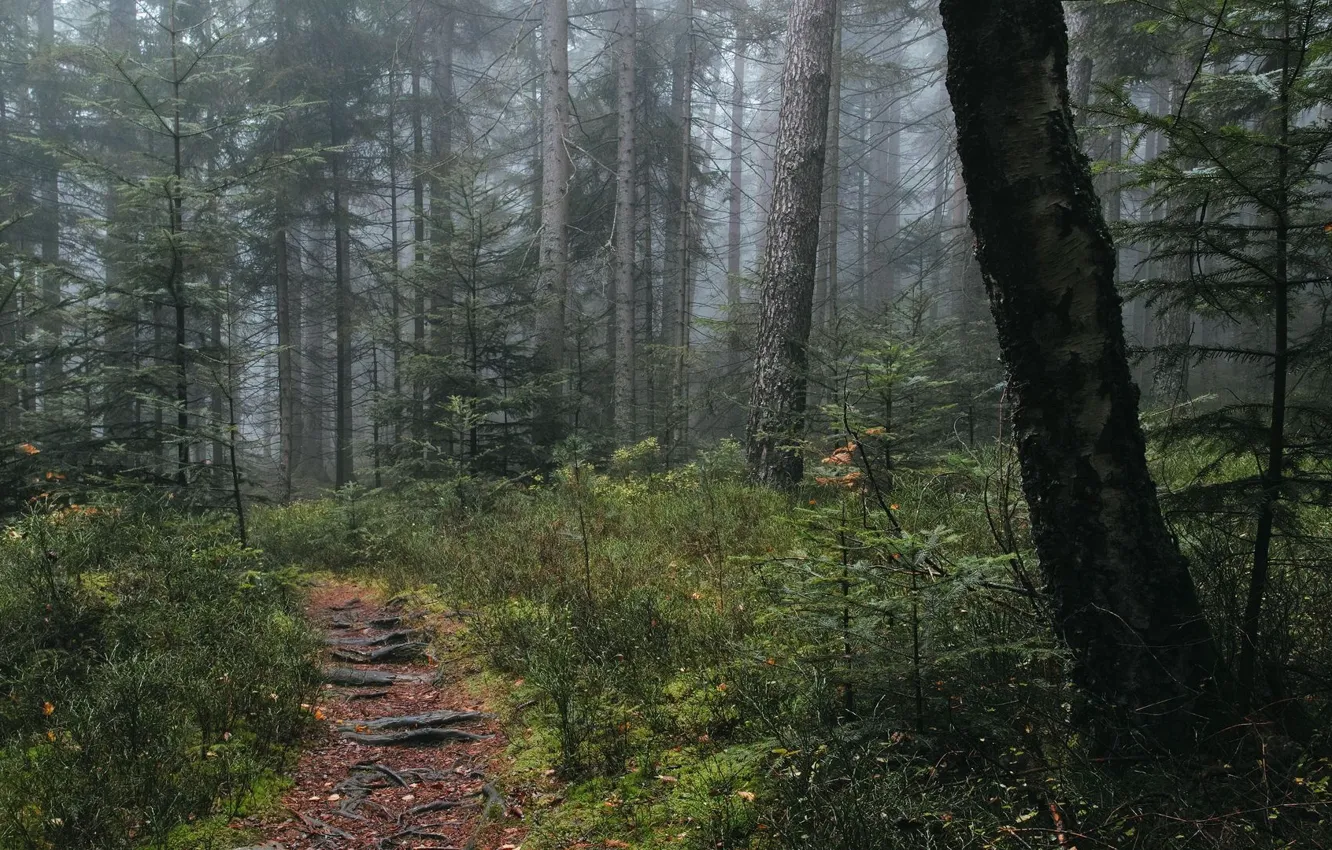 Photo wallpaper forest, trees, nature, fog, path