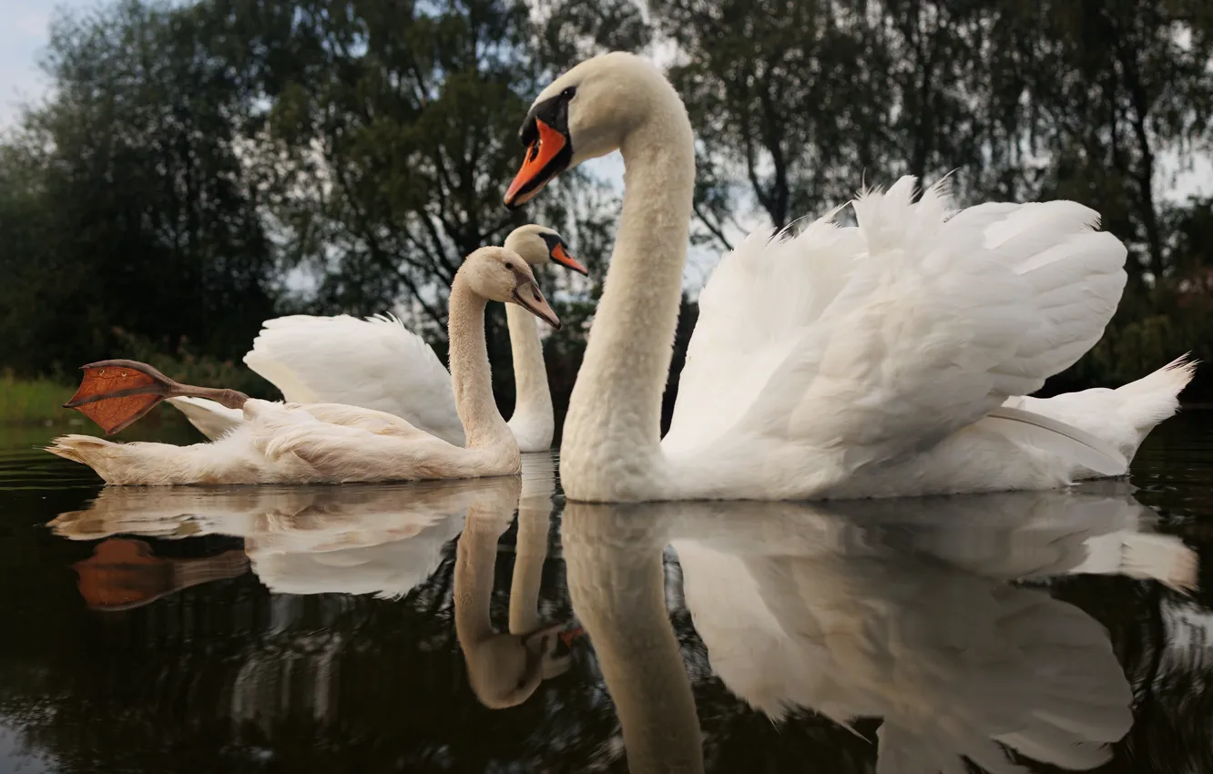 Photo wallpaper water, trees, reflection, bird, shore, pair, white, trio