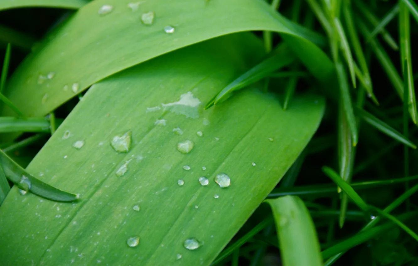 Photo wallpaper rain, water, leaf, droplets, Rain drops