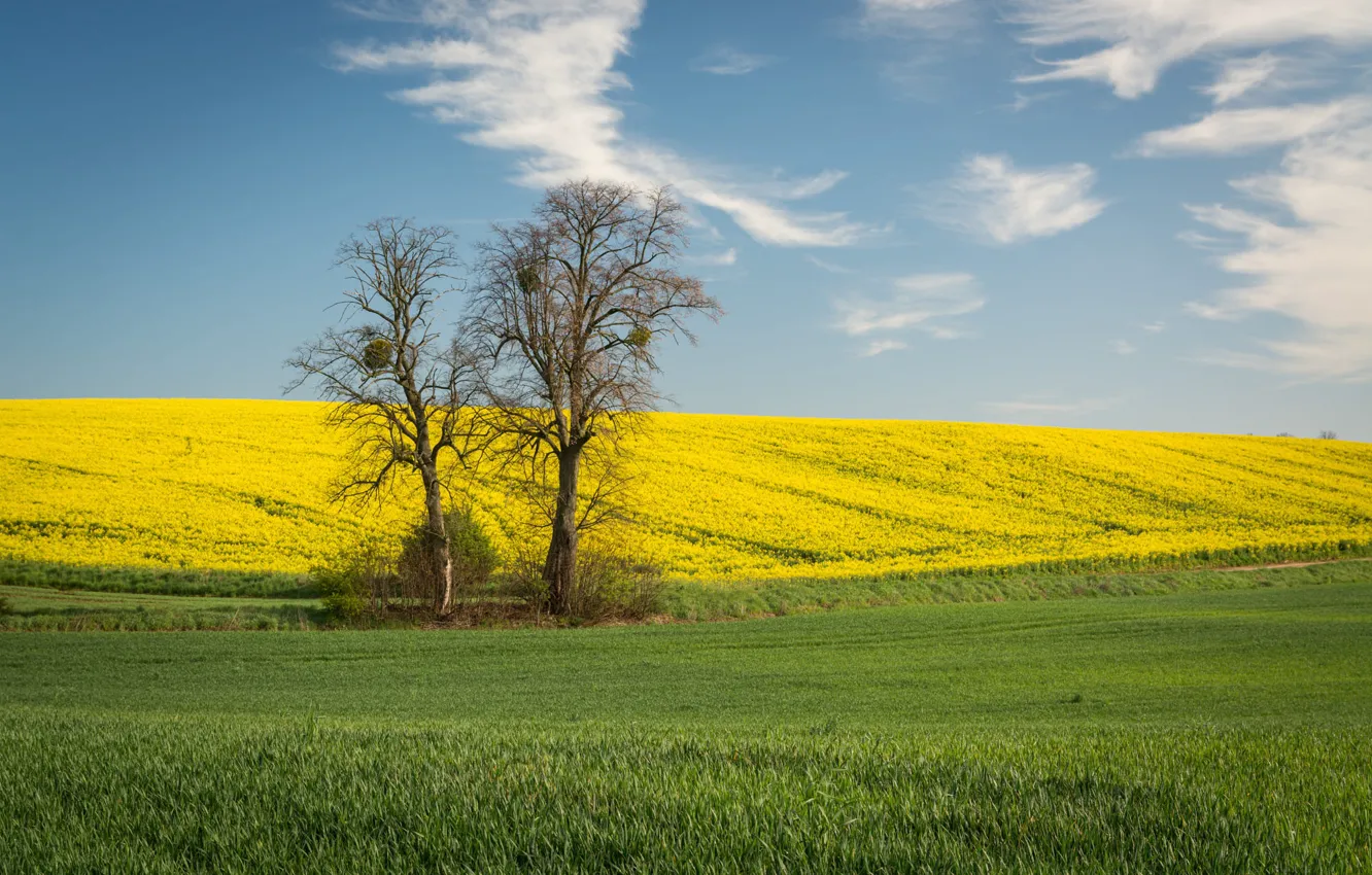 Photo wallpaper the sky, trees, flowers, branches, blue, spring, yellow, slope