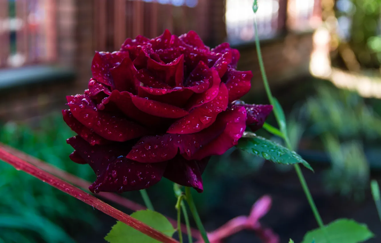 Photo wallpaper drops, roses, rose, drops