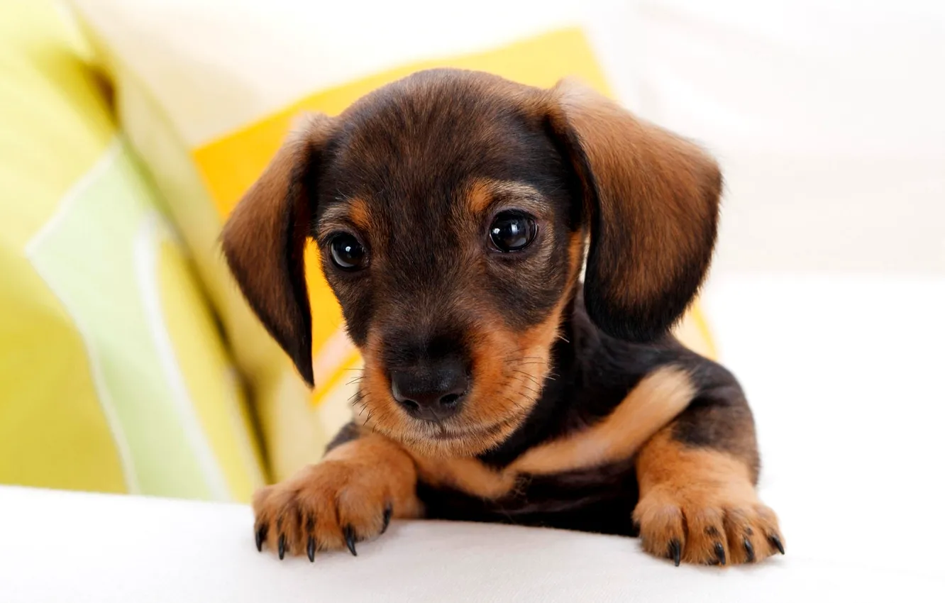 Photo wallpaper eyes, legs, puppy, ears