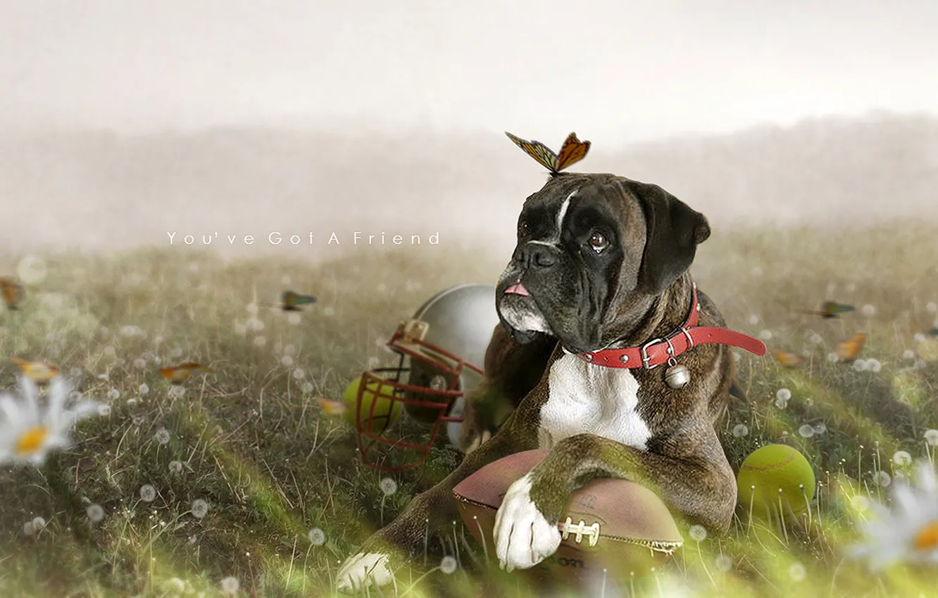 Photo wallpaper animals, butterfly, flowers, insects, nature, the ball, dog, helmet