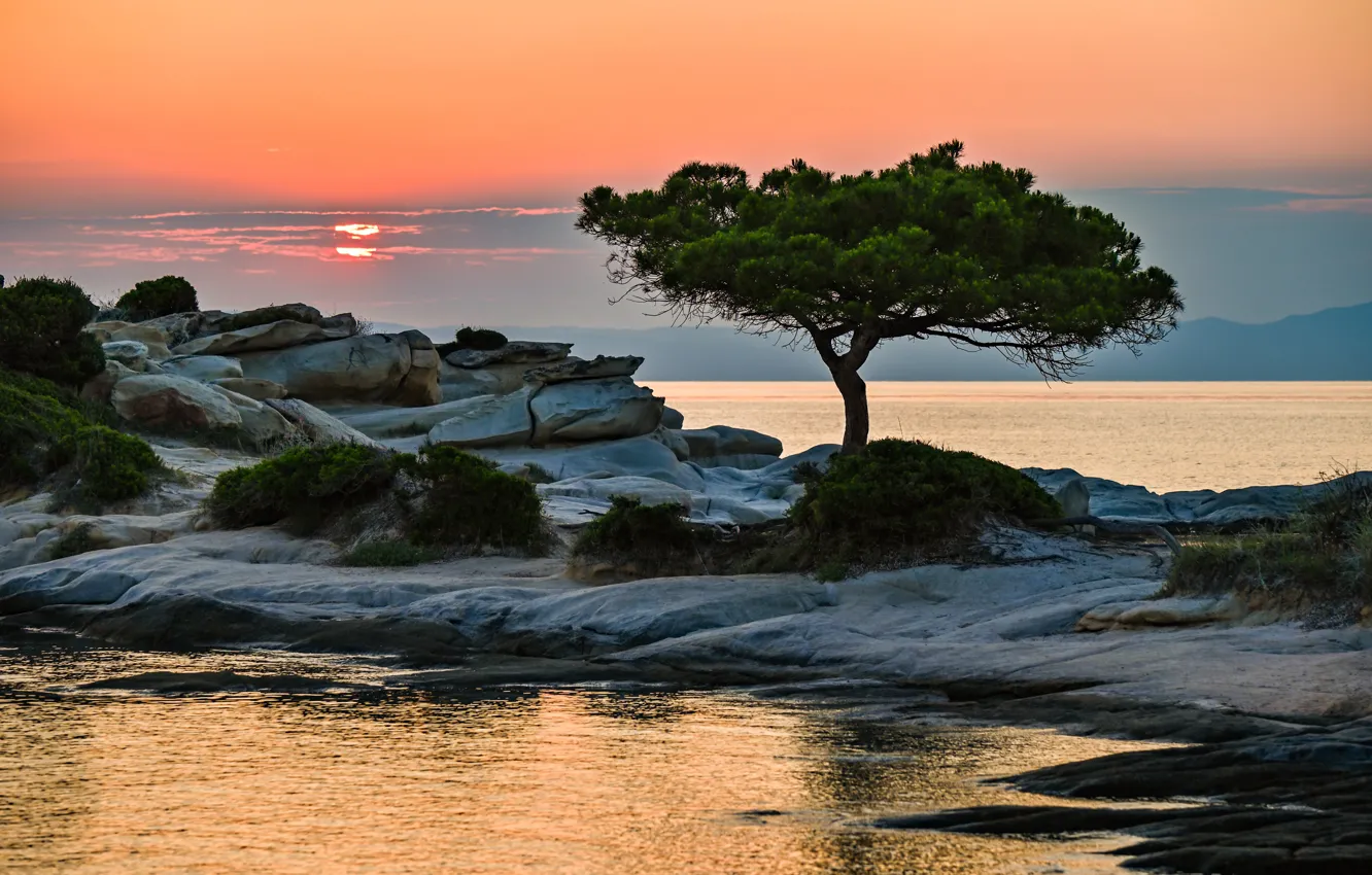 Photo wallpaper trees, stones, shore, pond, pine