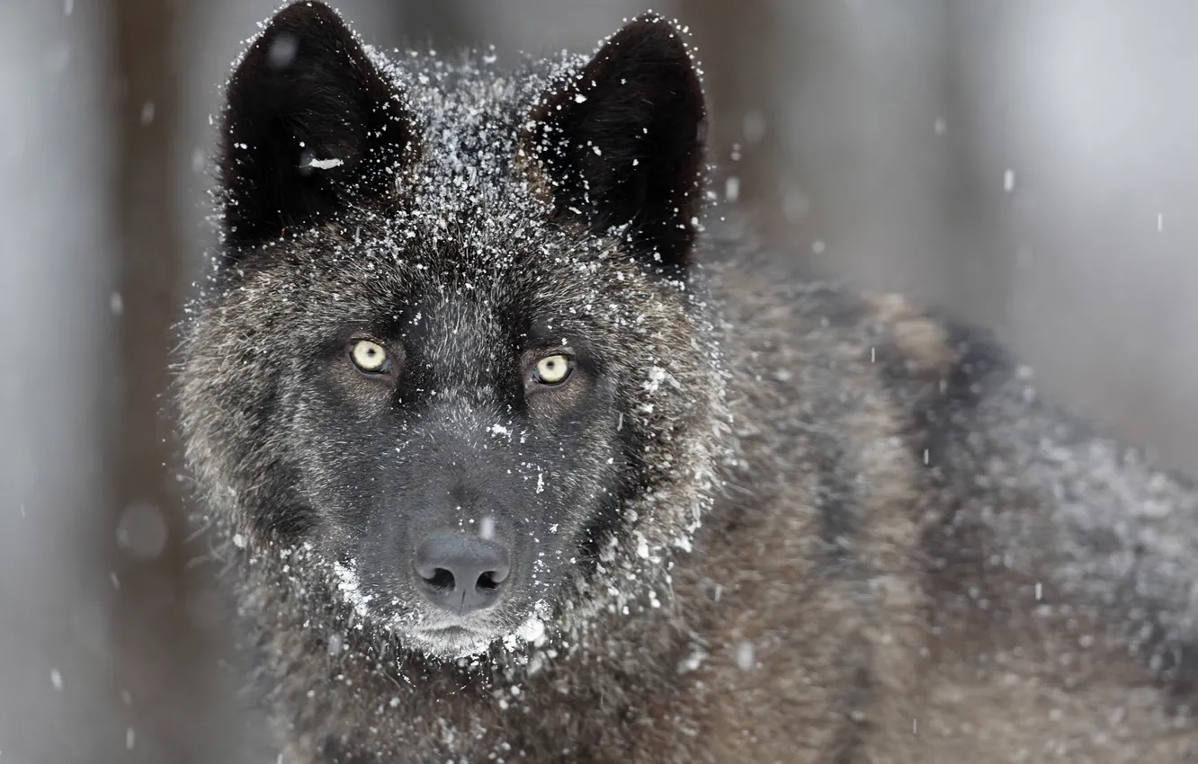 Photo wallpaper eyes, look, face, snow, grey, predator, Wolf
