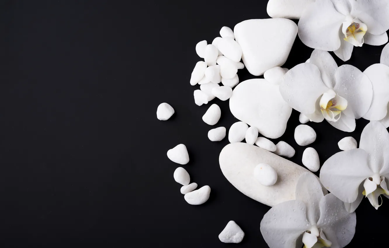 Photo wallpaper flowers, stones, white, white, black background, Orchid, flowers, orchid