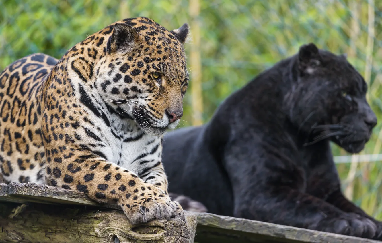 Photo wallpaper cat, look, pair, Jaguar, ©Tambako The Jaguar