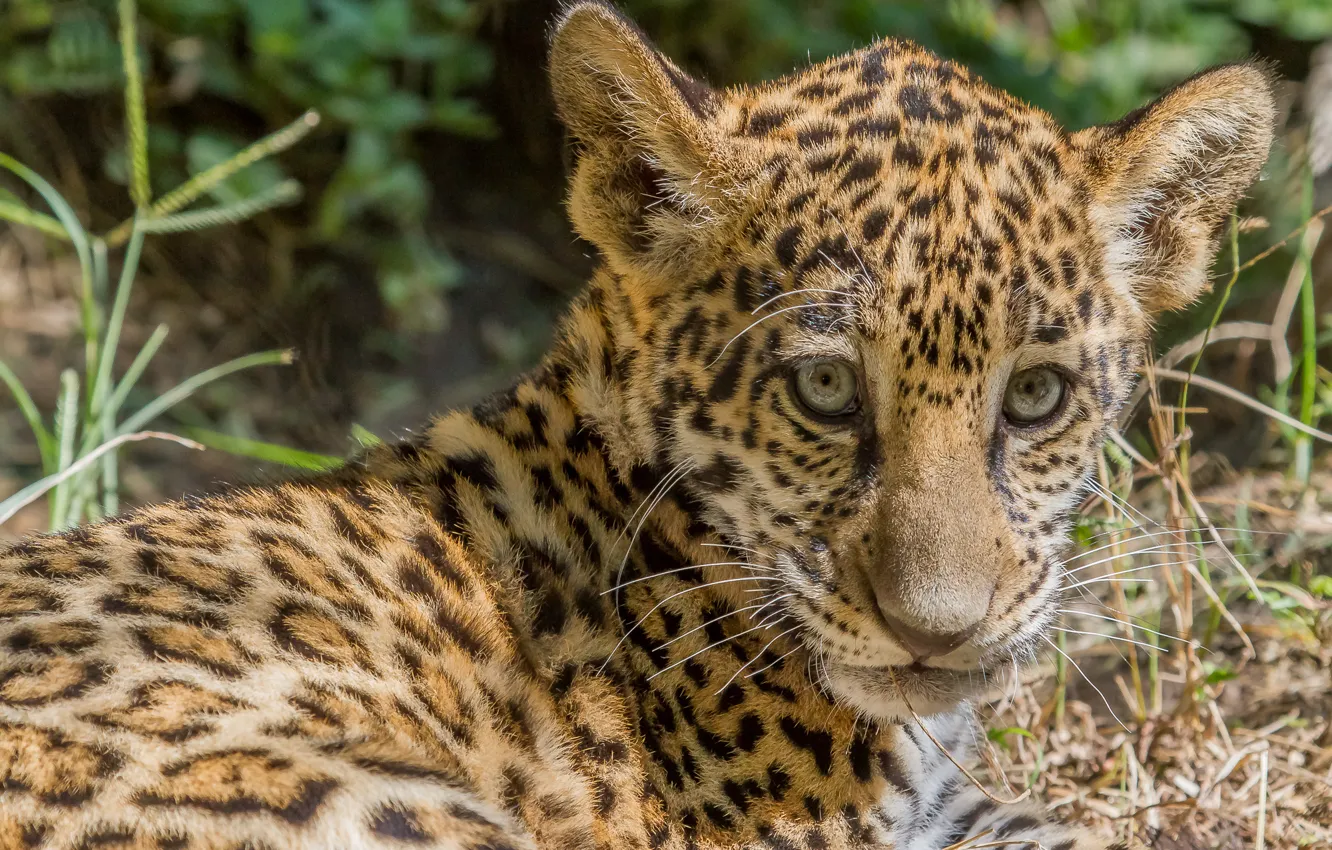 Photo wallpaper cat, face, the sun, Jaguar, cub, kitty