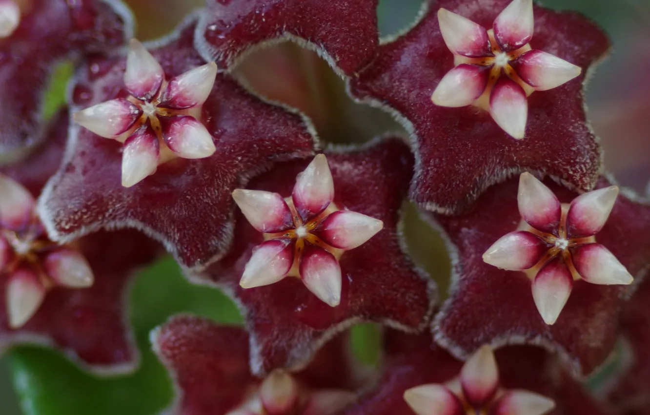 Photo wallpaper flowers, pink, stars, Merr, Chimera, Hoya pubicalyx