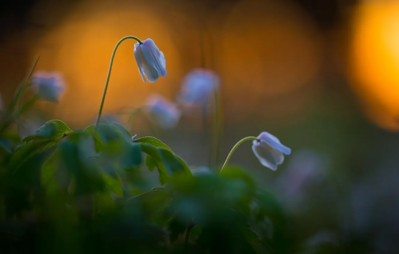 Photo wallpaper summer, flowers, nature