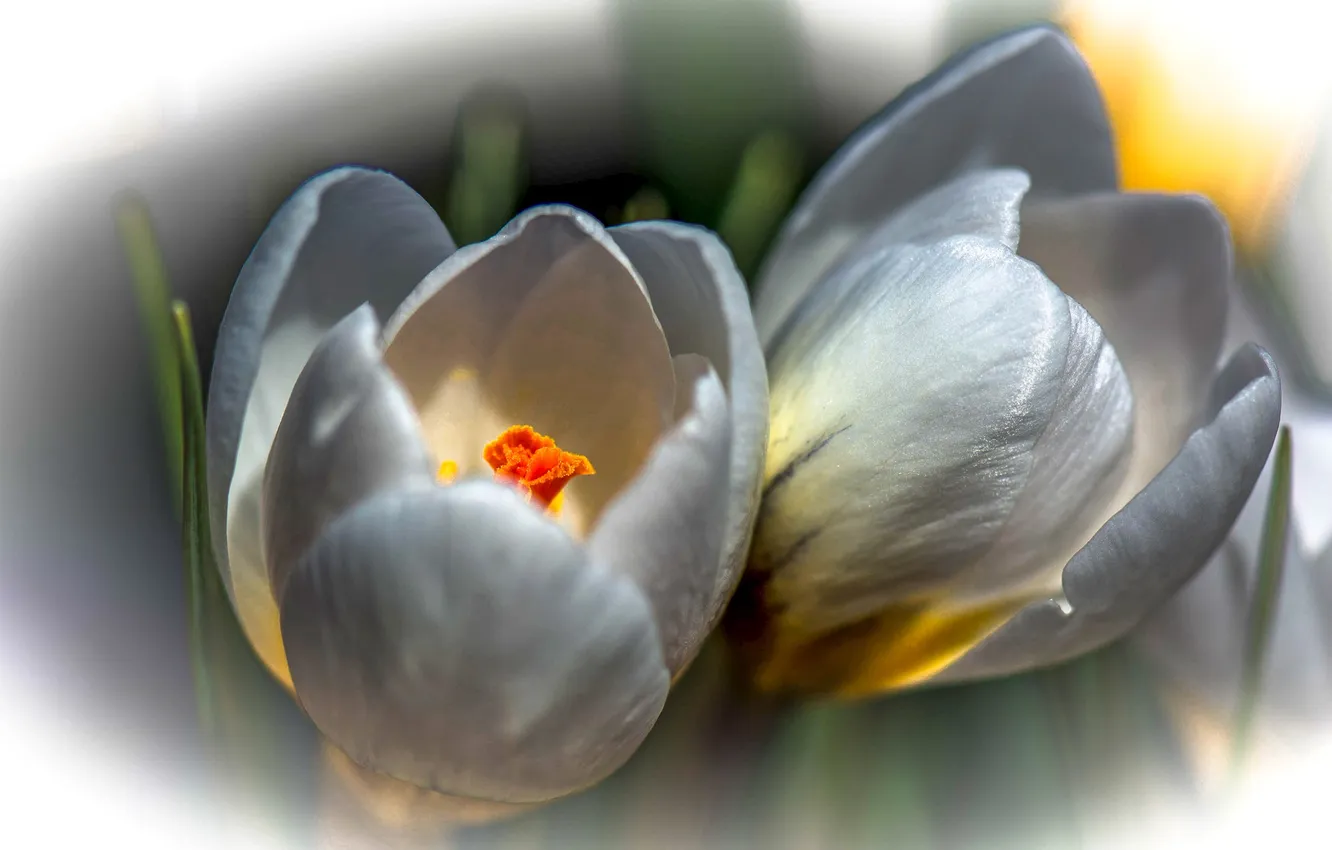 Photo wallpaper nature, spring, petals, crocuses