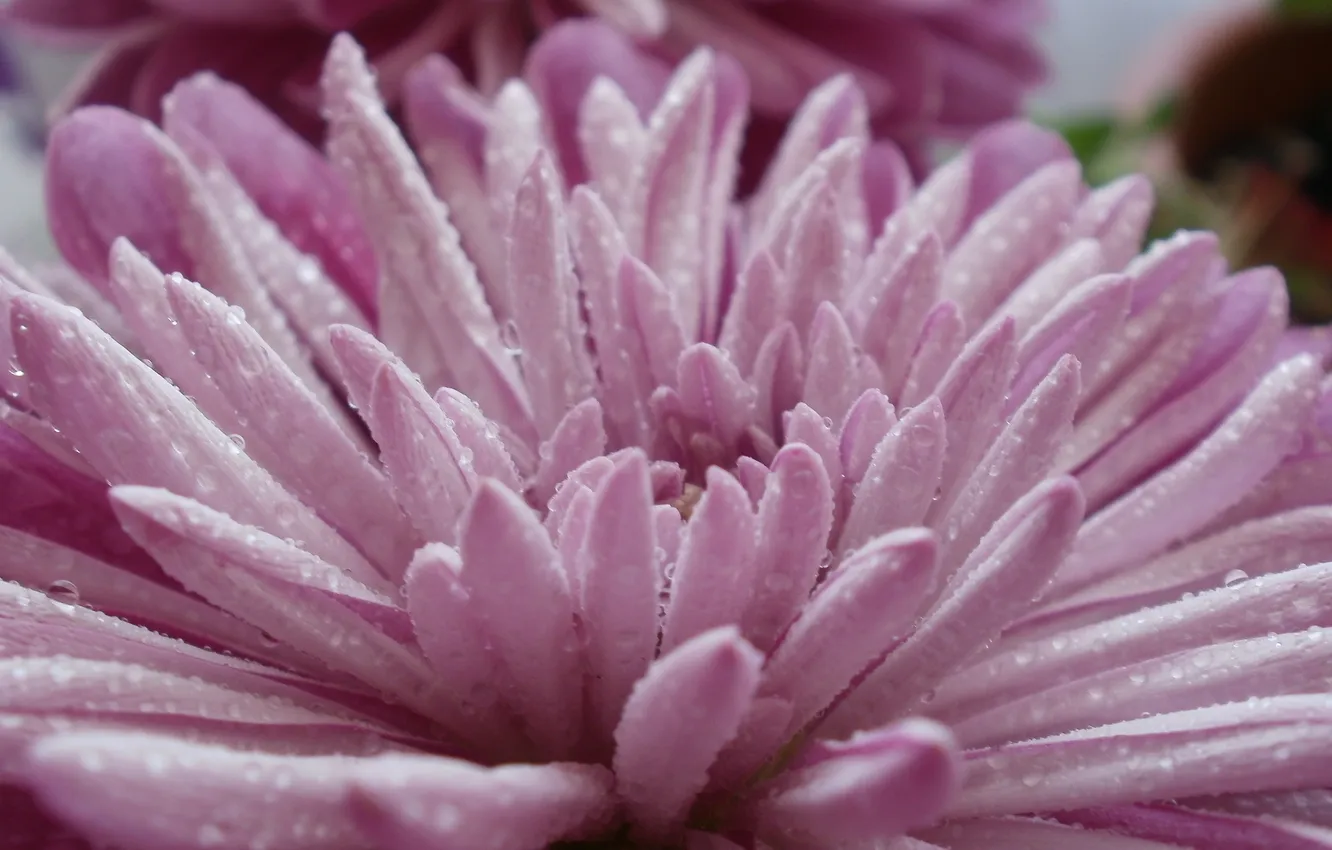 Photo wallpaper drops, macro, flowers, nature, beauty