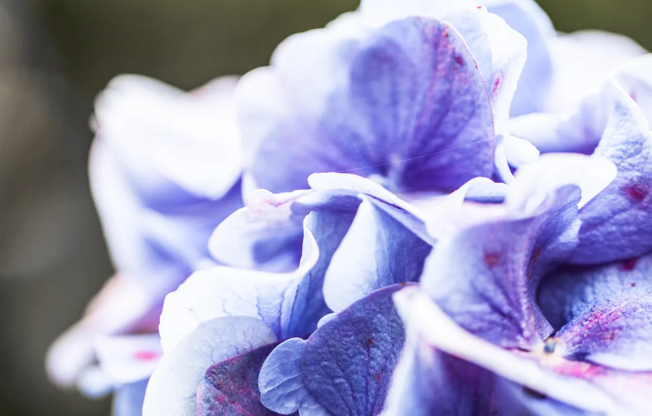 Photo wallpaper purple, macro, flowers, blue, nature, petals, mystery, blur