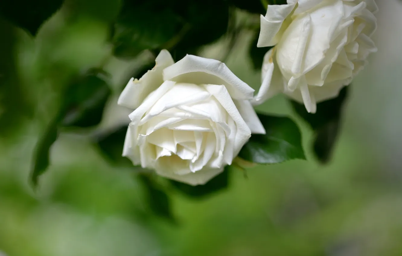 Photo wallpaper macro, roses, buds