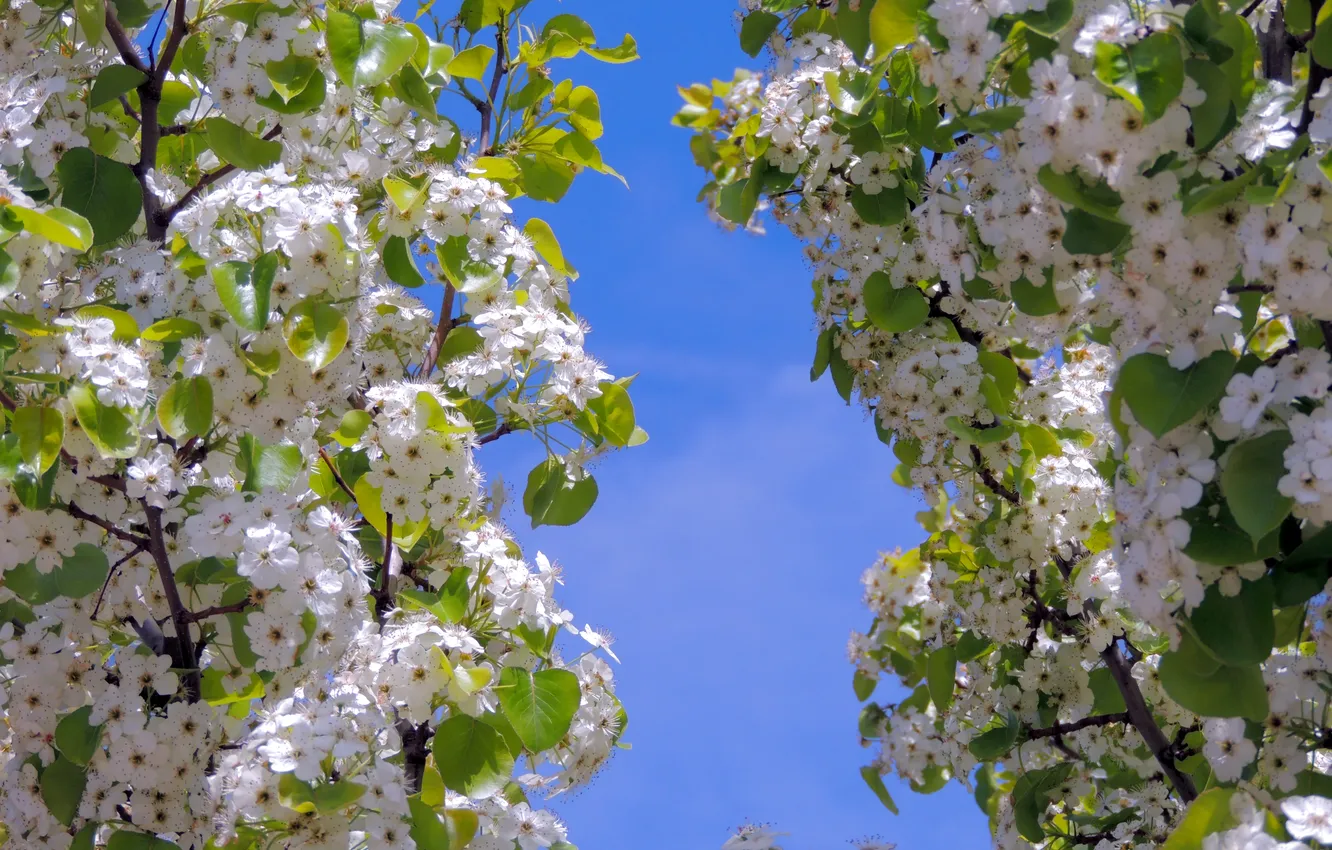 Photo wallpaper the sky, flowers, branches, tree, spring, petals