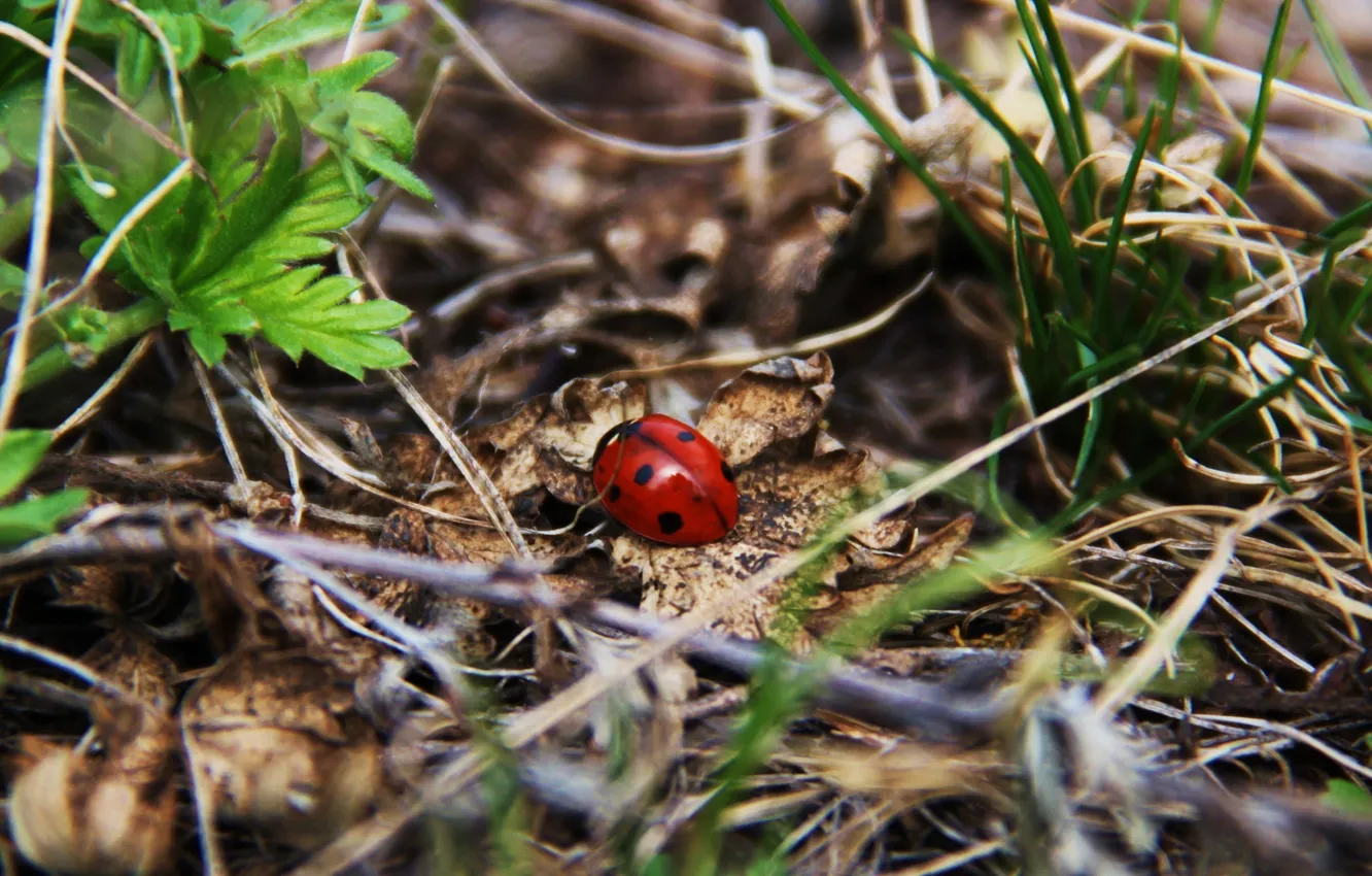 Photo wallpaper grass, butterfly, beetle