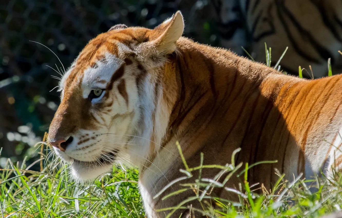 Photo wallpaper cat, grass, profile, Golden tiger
