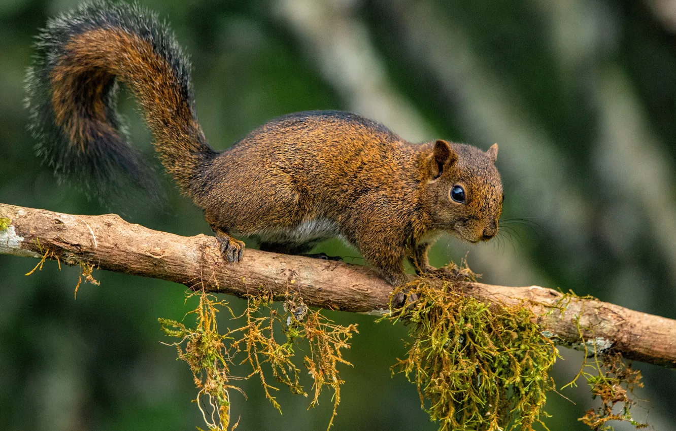 Photo wallpaper branches, protein, tail, bokeh