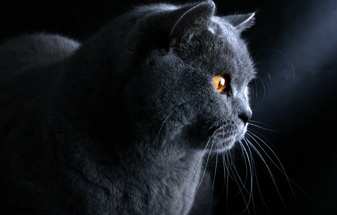 Photo wallpaper cat, blue, British