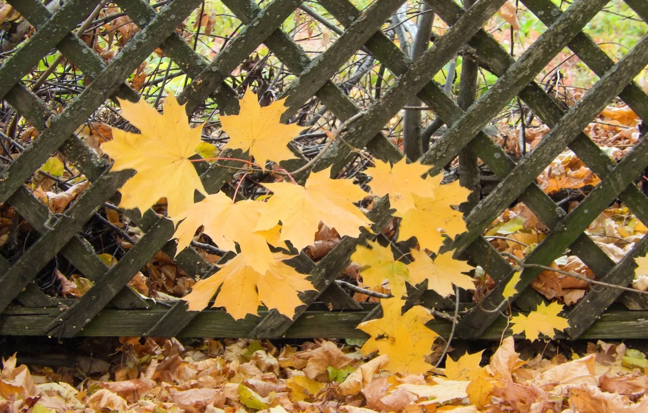 Photo wallpaper leaves, widescreen, Wallpaper, the fence, wallpaper, maple, widescreen, background