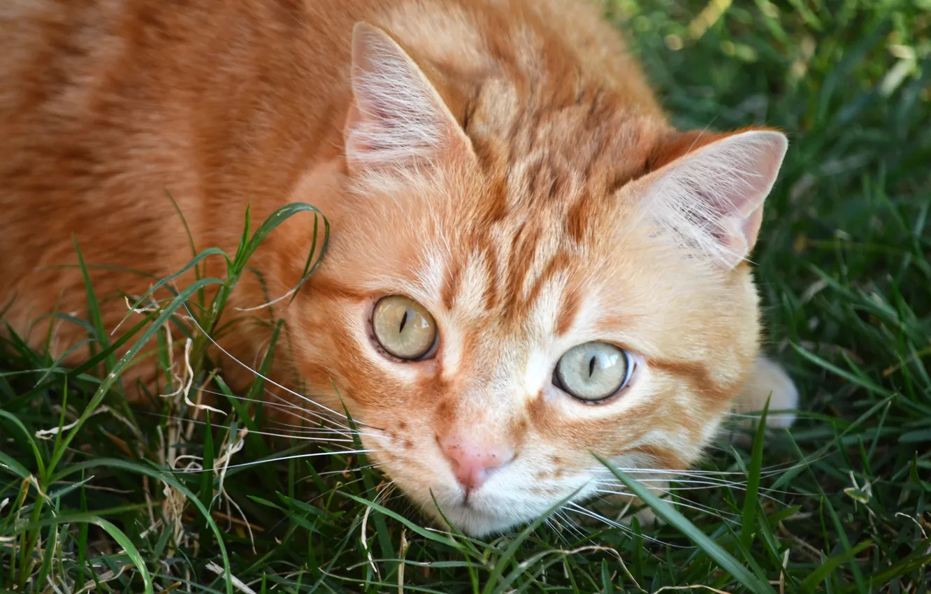 Photo wallpaper grass, cat, look, red, muzzle, cat, glazisha