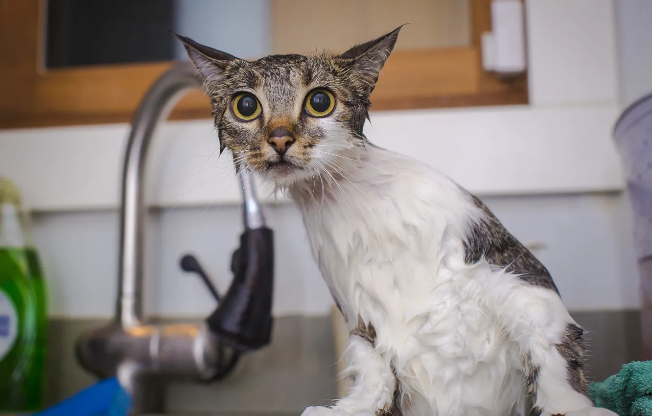Photo wallpaper cat, wet, shower