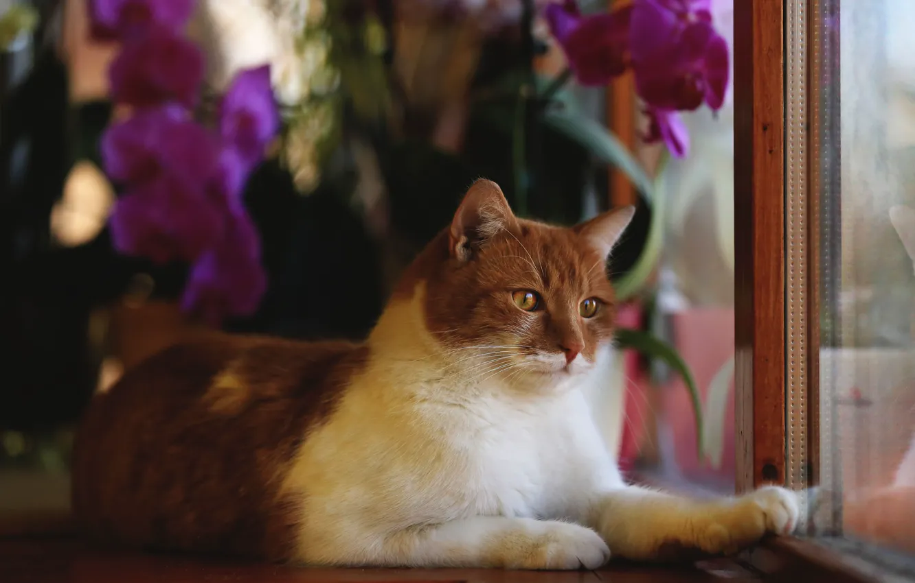 Photo wallpaper cat, look, flowers, animal, frame, window, red, lies