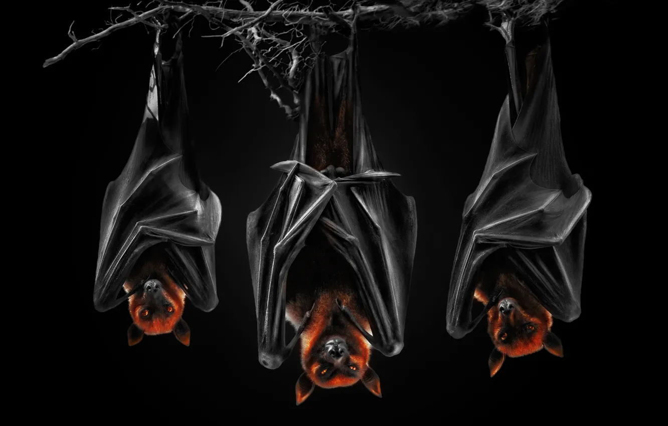 Photo wallpaper black background, the dark background, bats, Pteropus, flying fox, flying dogs, night bats