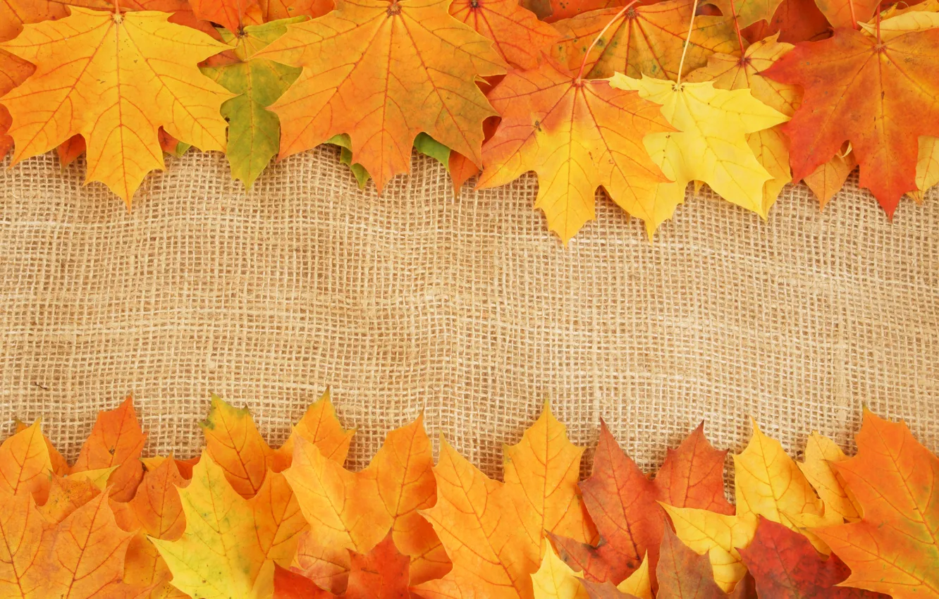 Photo wallpaper autumn, leaves, bright colors, veins