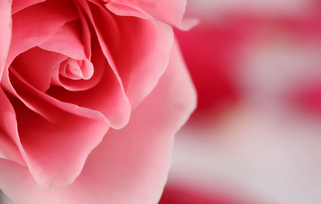 Photo wallpaper flower, macro, pink, rose, color, petals