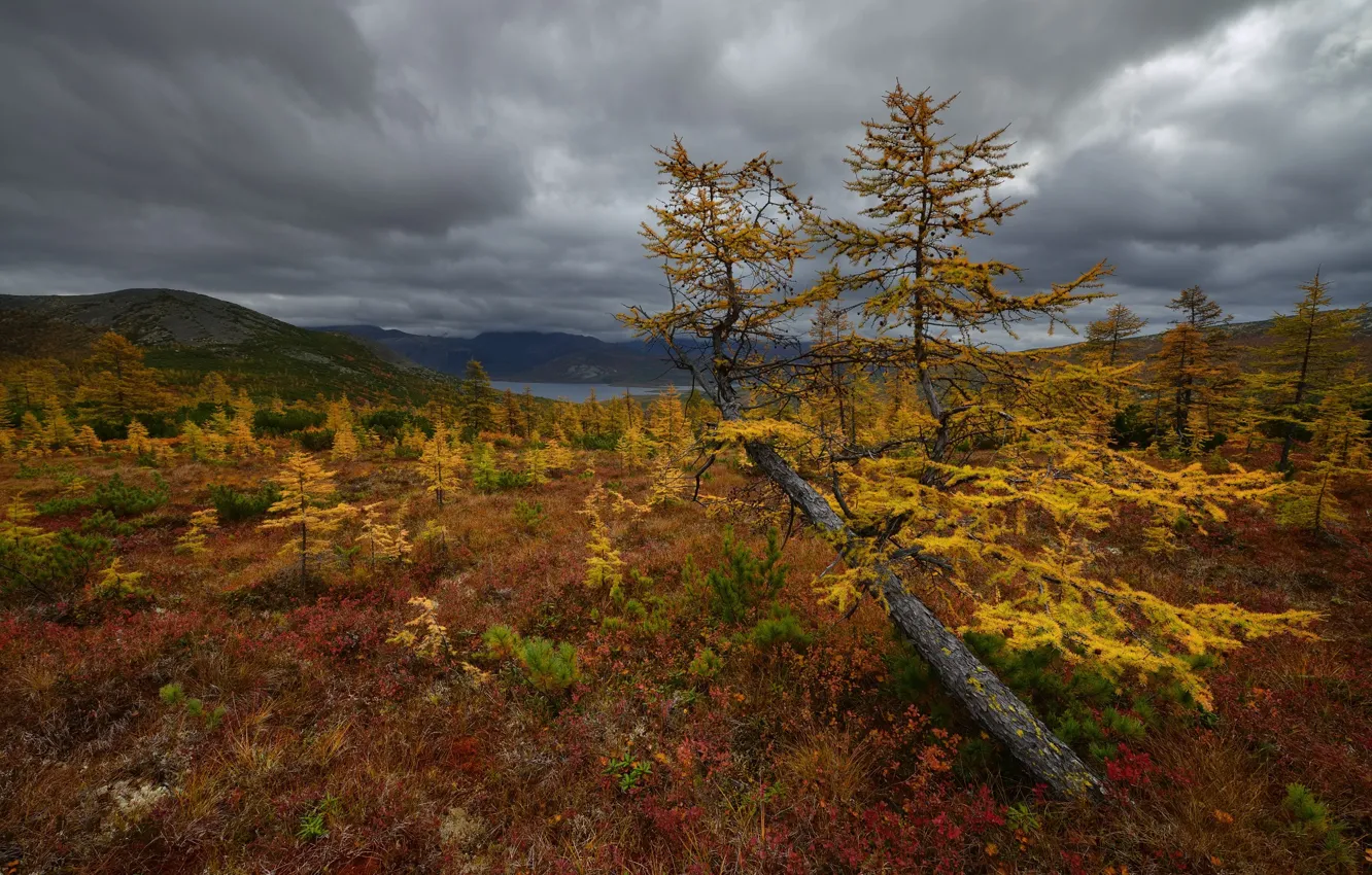 Photo wallpaper autumn, trees, mountains, hills, vegetation, pond, young, larch