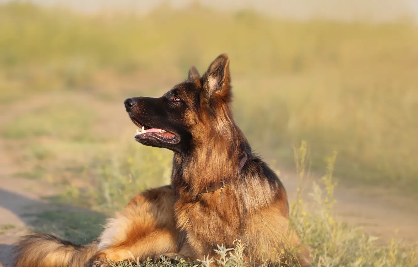 Photo wallpaper look, background, each, shepherd