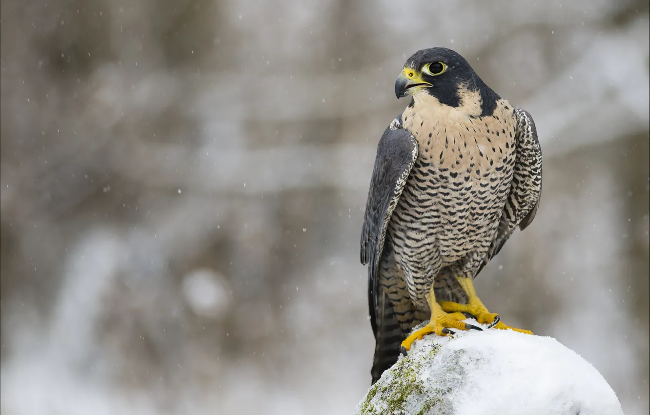 Photo wallpaper winter, look, snow, bird, predator, profile, Falcon, peregrine