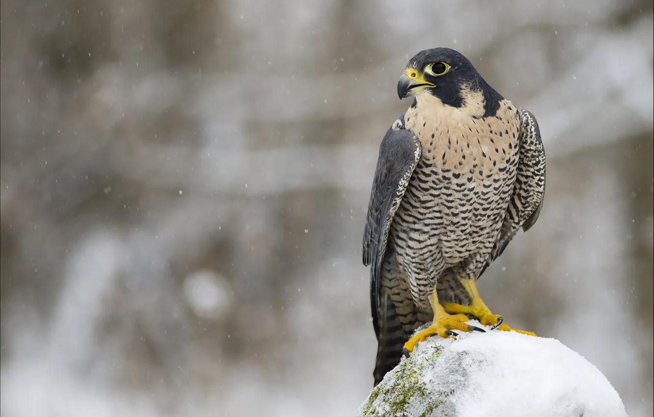 Photo wallpaper winter, look, snow, bird, predator, profile, Falcon, Peregrine