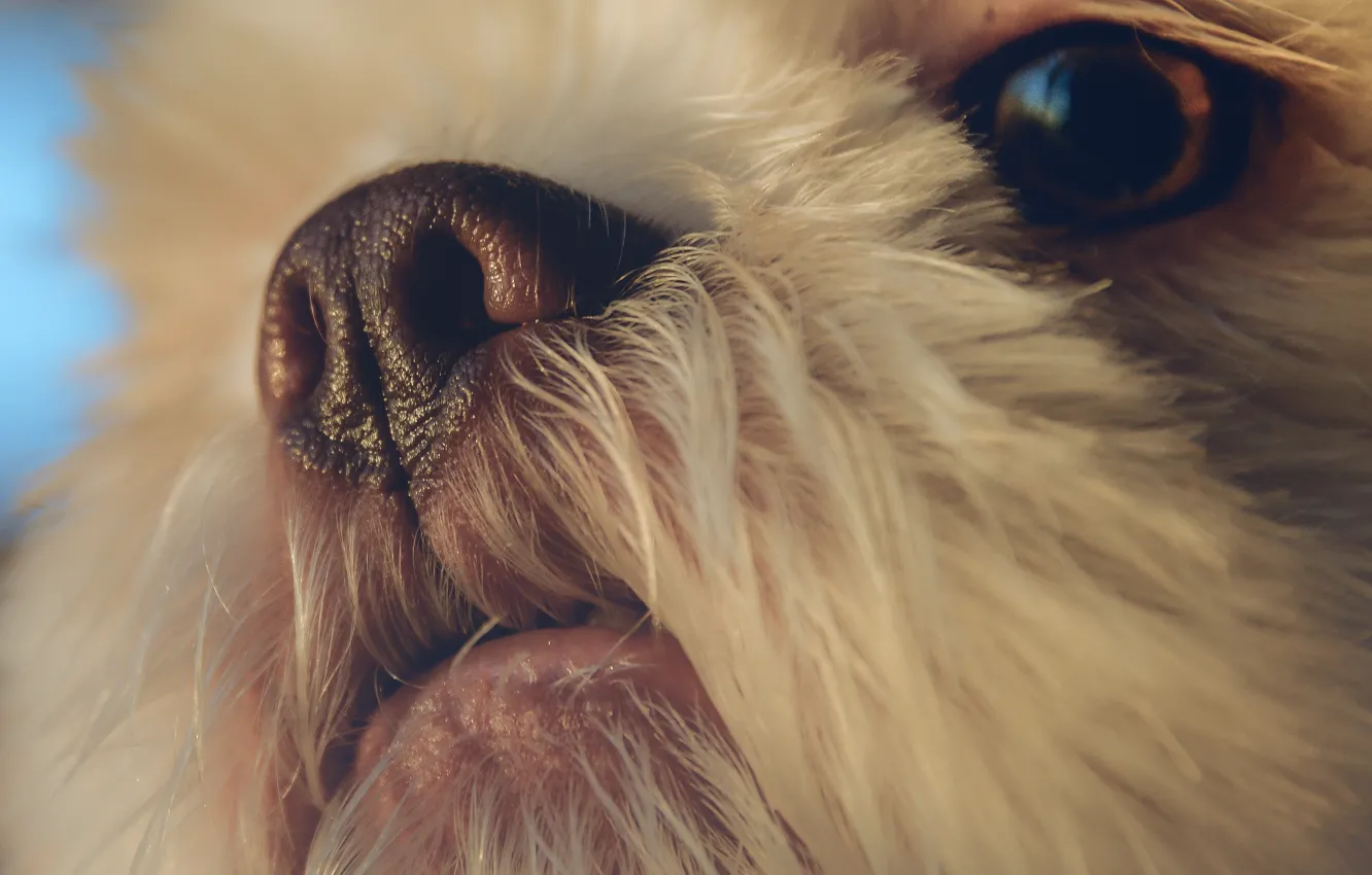 Photo wallpaper look, each, dog, nose