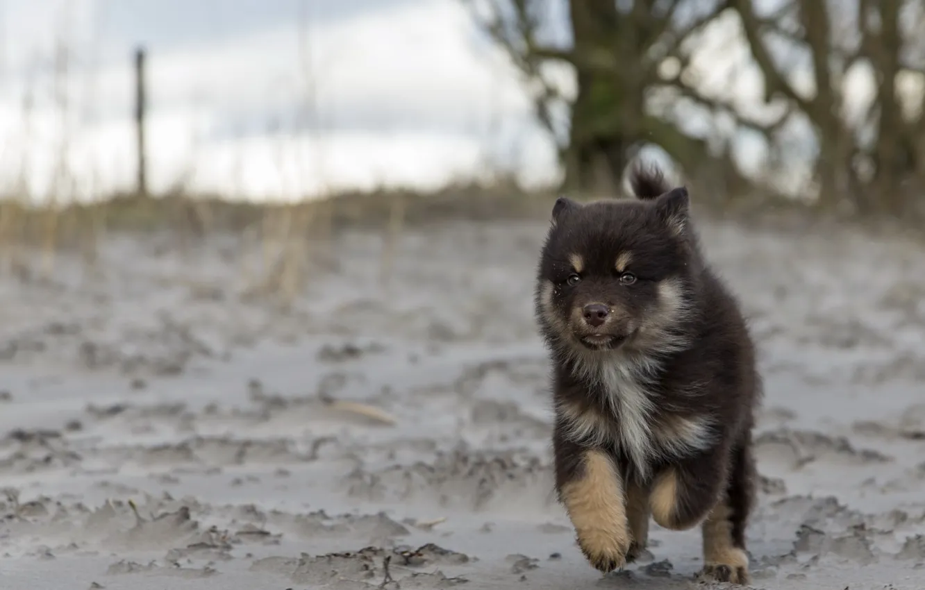 Photo wallpaper look, each, dog