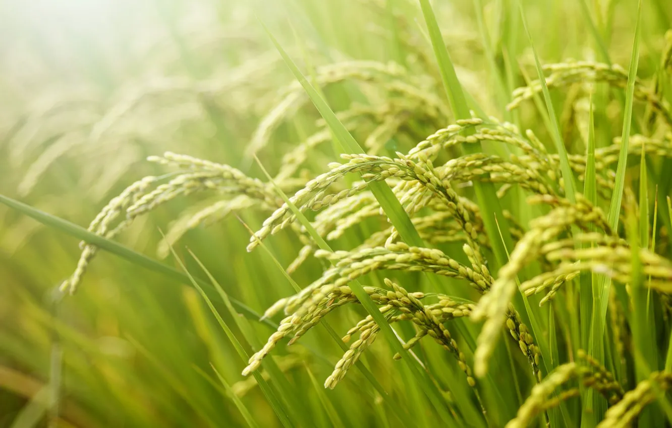 Photo wallpaper summer, grass, background